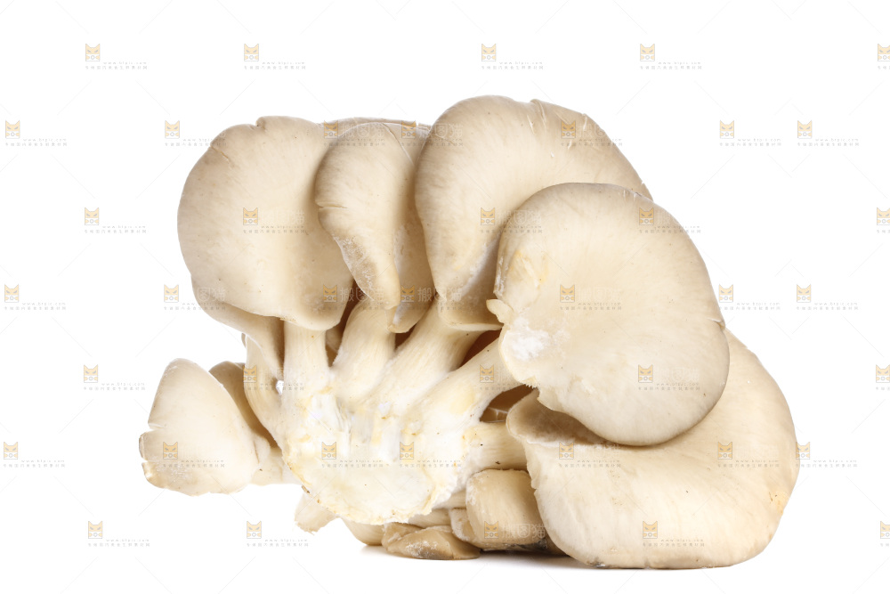 白底上的平菇