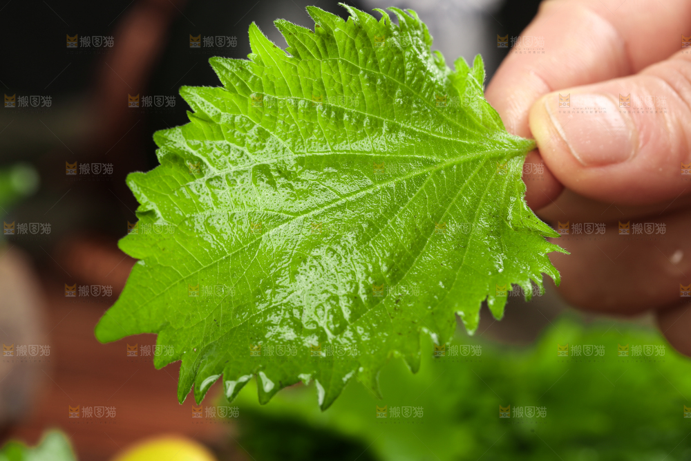 手拿紫苏叶