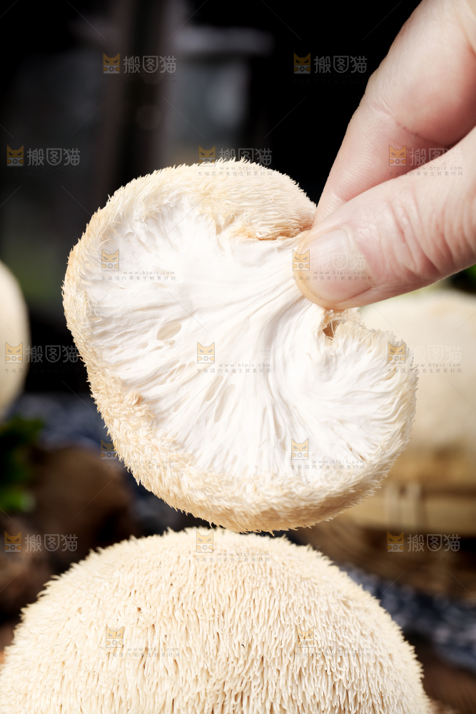 手里拿着新鲜猴头菇