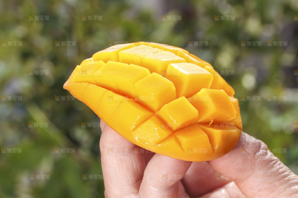 手拿切开的迷你小台芒