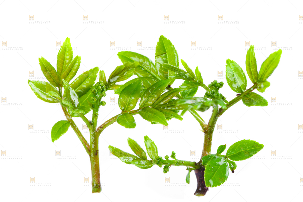 白底上的新鲜花椒芽