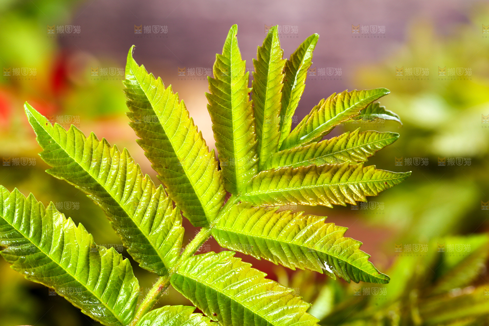 浅底上的香椿芽