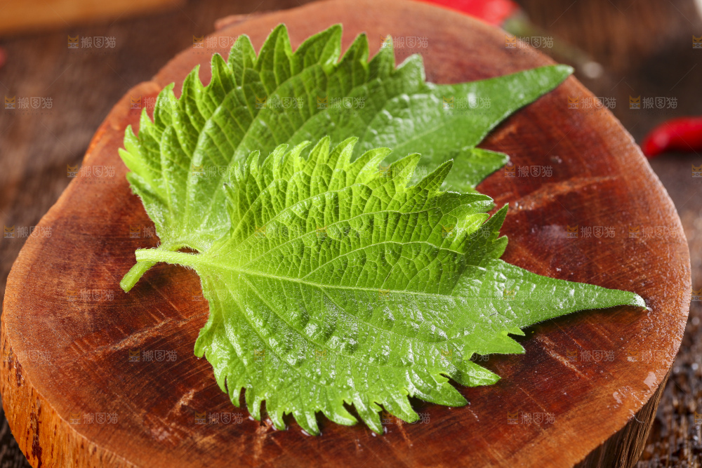 木底上的新鲜紫苏叶