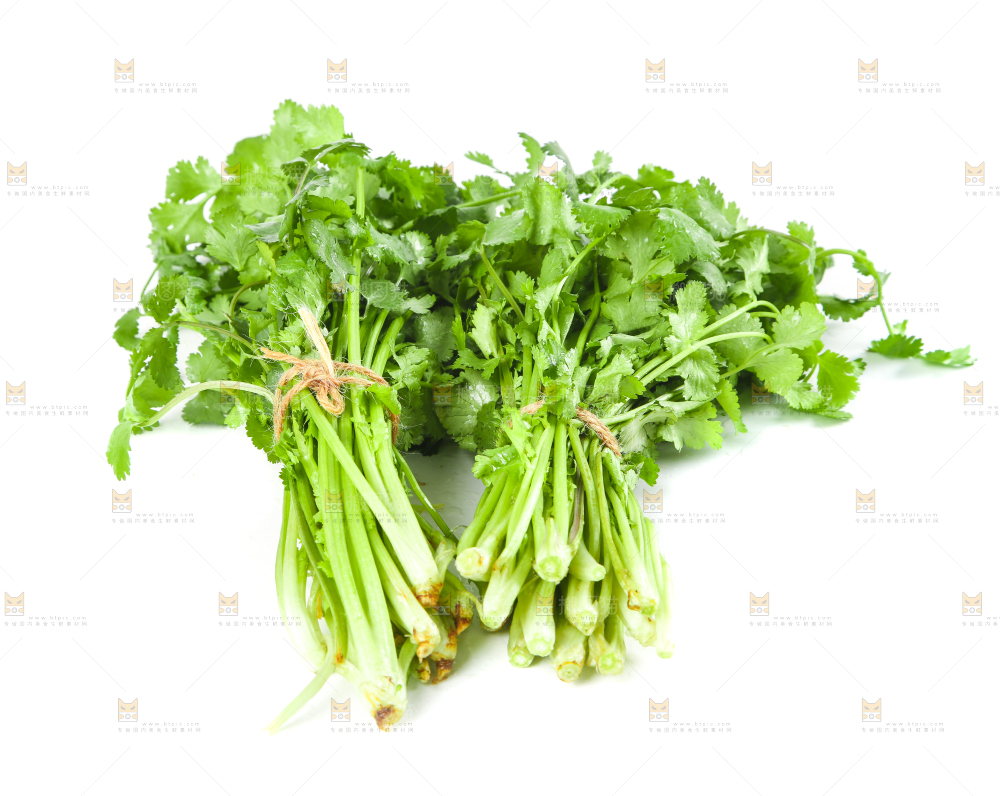 白底上的小叶香菜