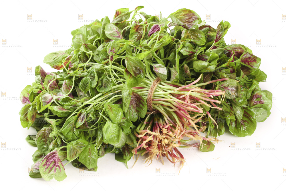 白底上的红苋菜