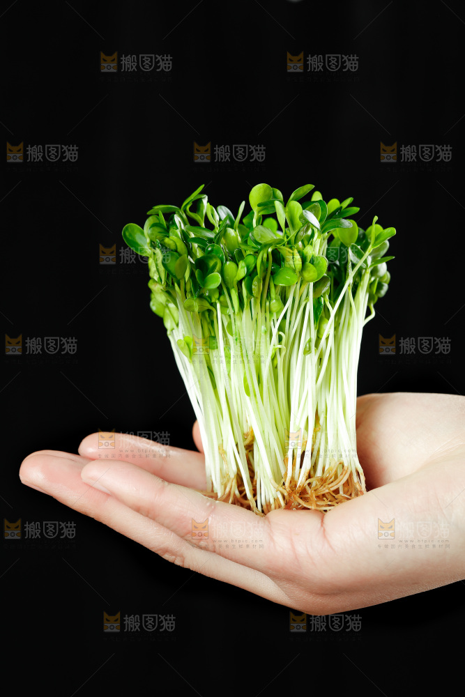 手拿香椿苗芽