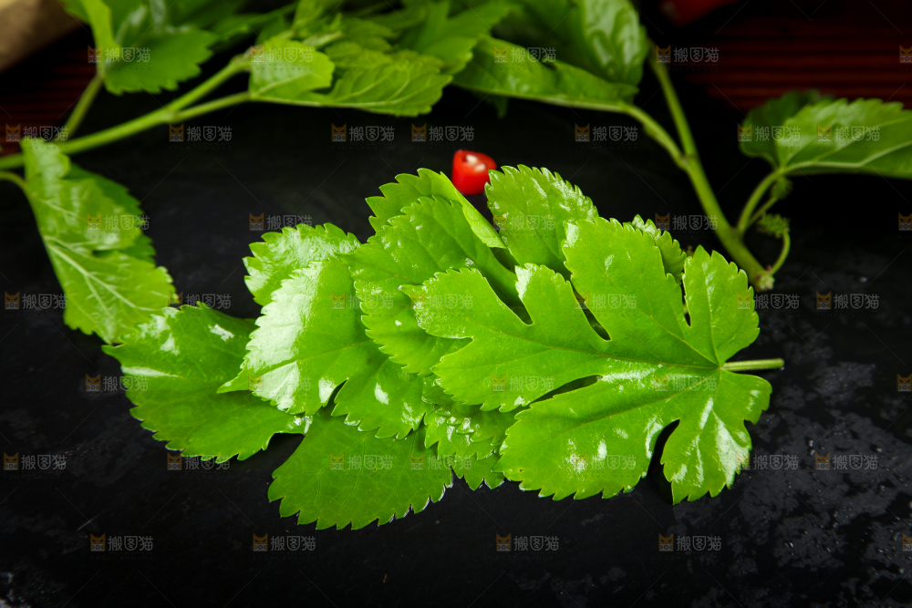 黑石板上放着桑树叶