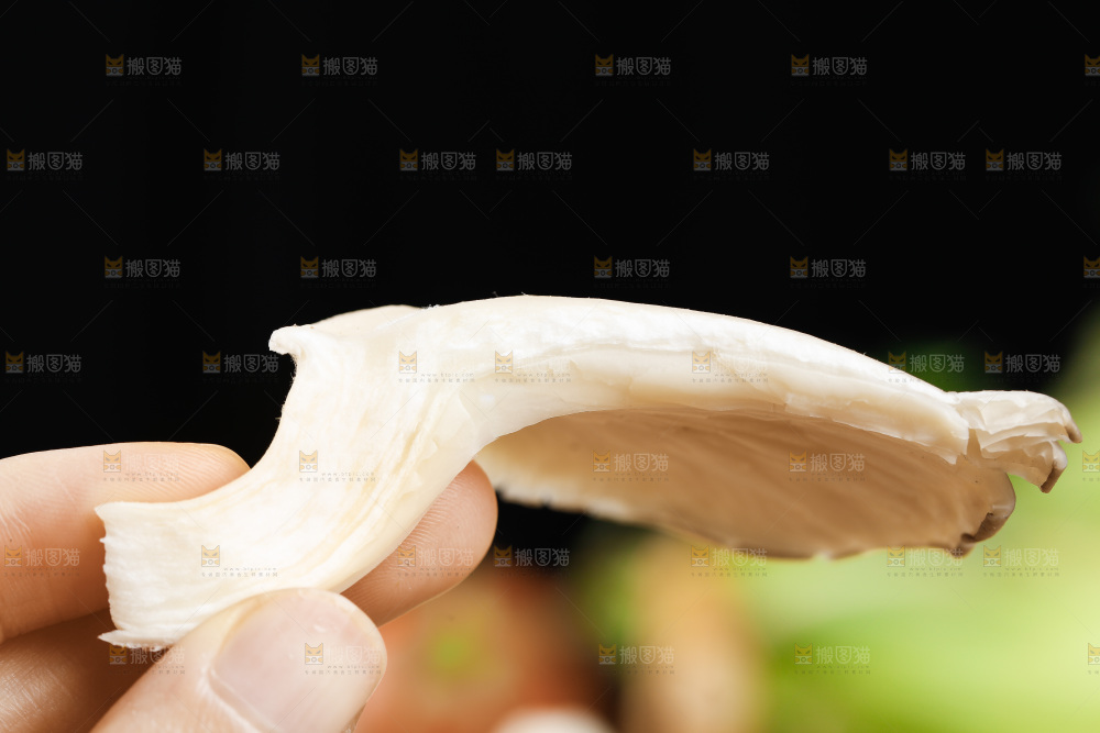 手拿新鲜平菇
