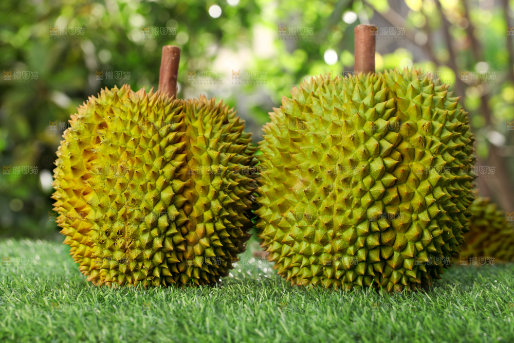 草地上的泰国甲仑榴莲