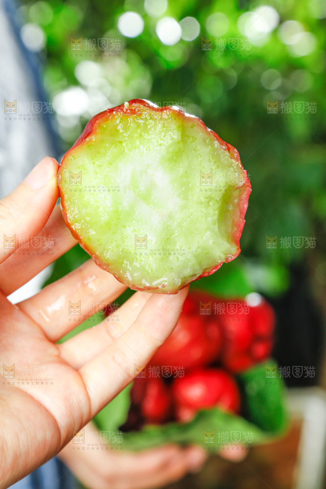 手拿新鲜莲雾