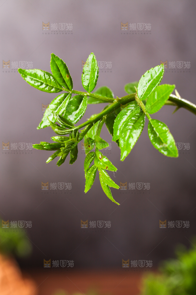 深底上的花椒芽