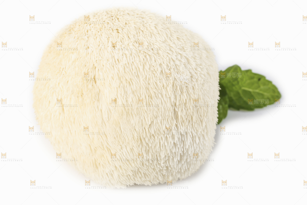 白底上的长白山猴头菇