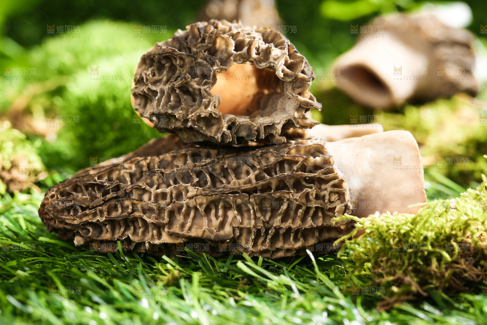 草地上的羊肚菌