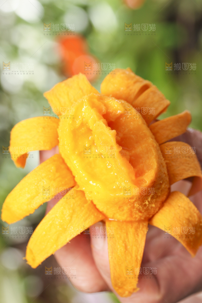 手拿剥皮的海南小台农芒果