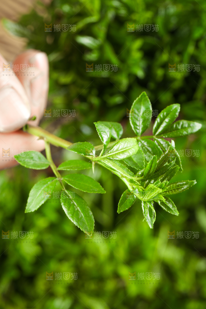 手拿新鲜花椒芽