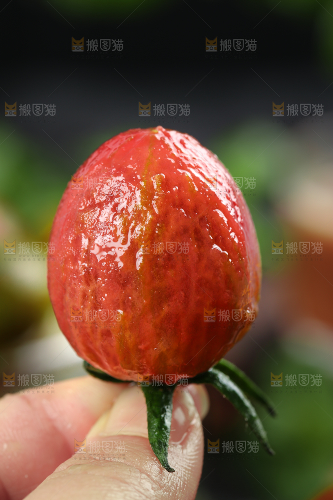 手拿剥皮的迷彩圣女果