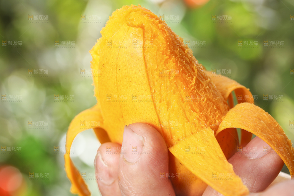 手拿剥皮的海南小台农芒果
