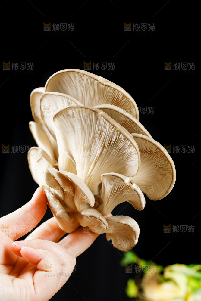 手拿新鲜平菇