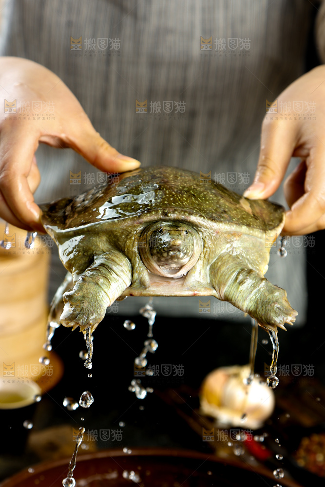 盆子里装着中华鳖