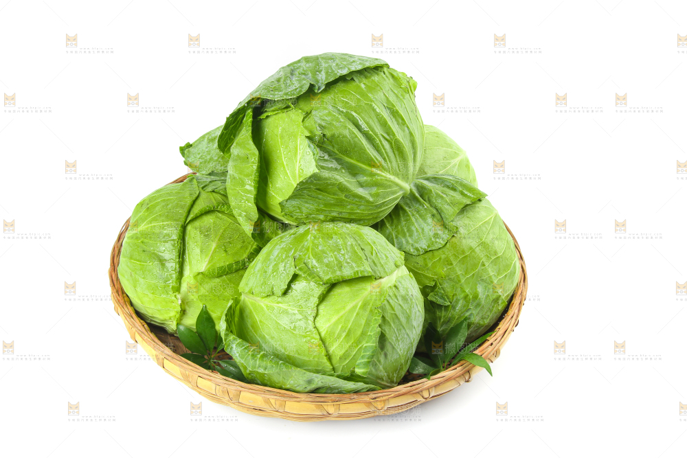 一筐新鲜包心菜放在白底上