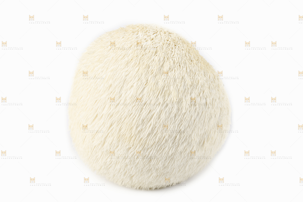 白底上的长白山猴头菇