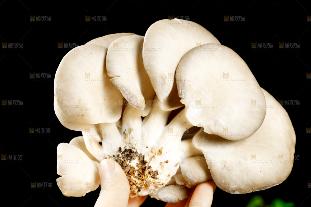 手拿新鲜平菇