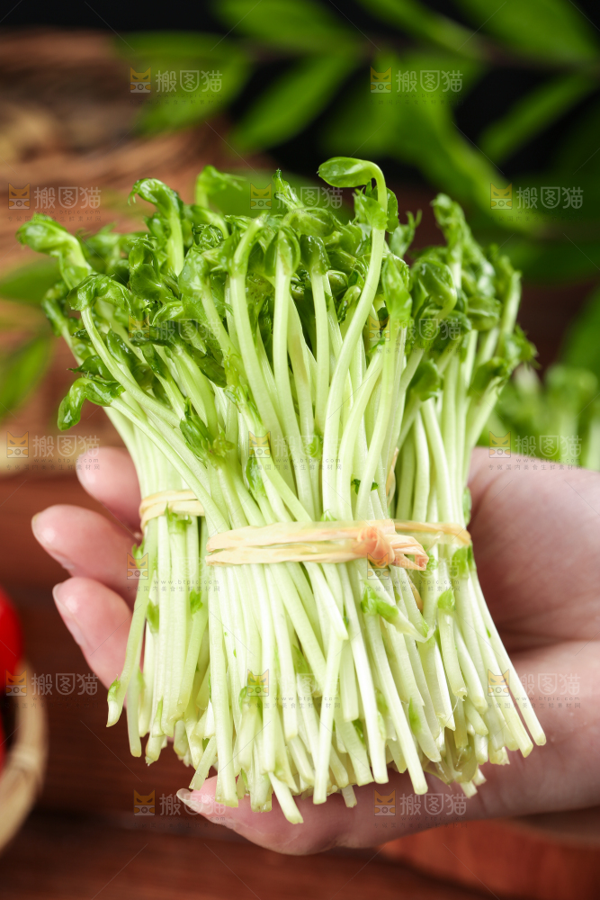 手里拿着新鲜豌豆苗