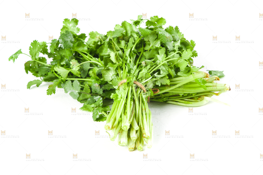 白底上的小叶香菜