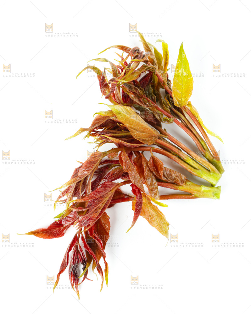白底上的野生香椿芽