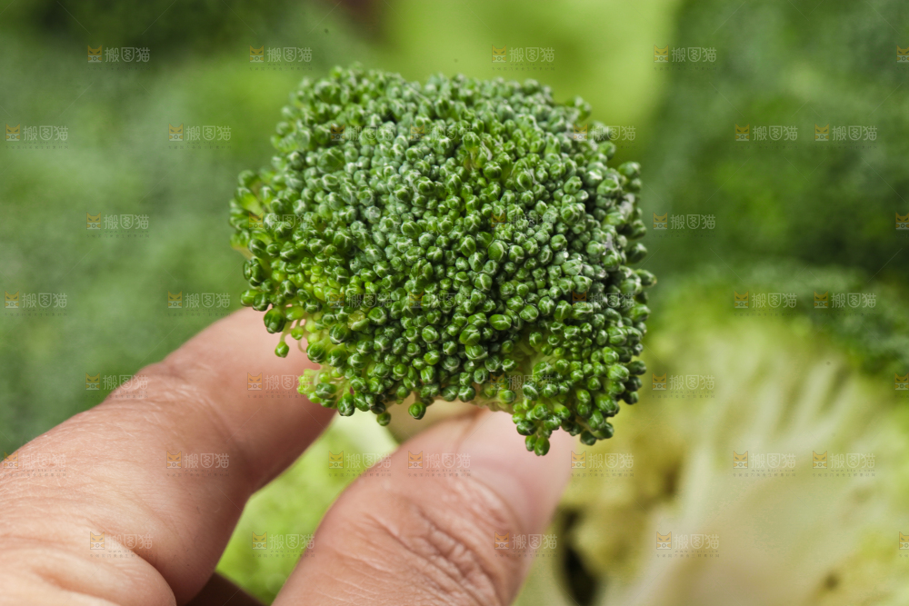 手拿新鲜的西兰花