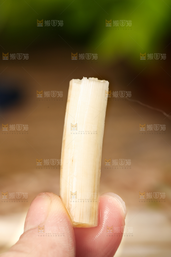 手里拿着藕苗