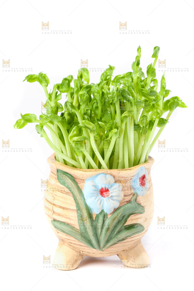 白底上放着豌豆芽菜
