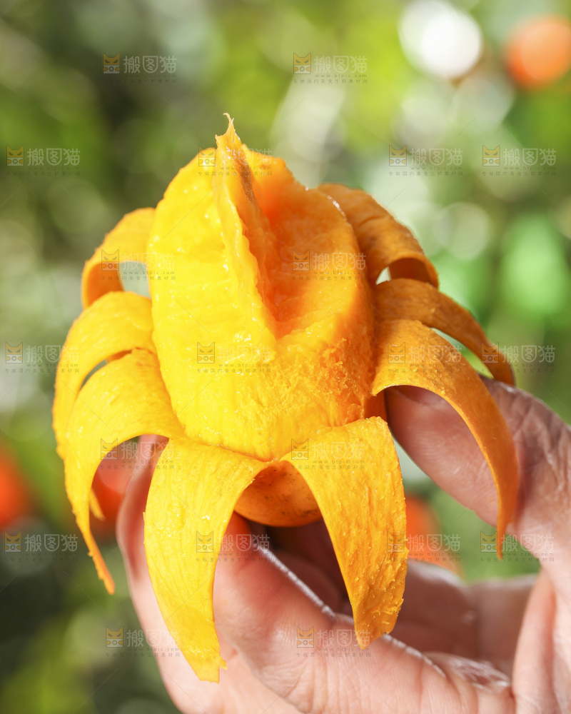 手拿剥皮的台农芒果