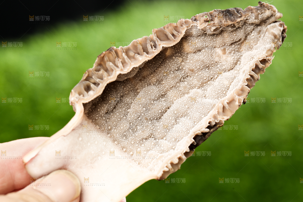 手拿切开的云南羊肚菌
