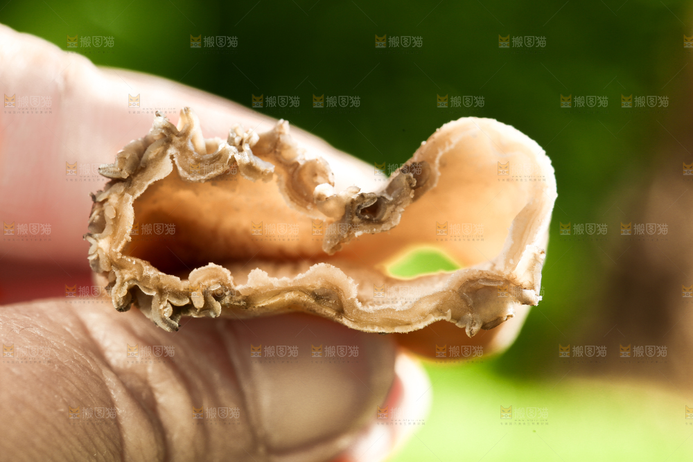 手拿切开的羊肚菌