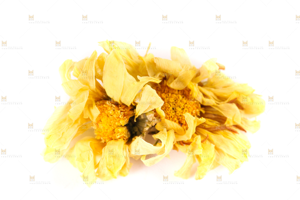 白底上的干菊花