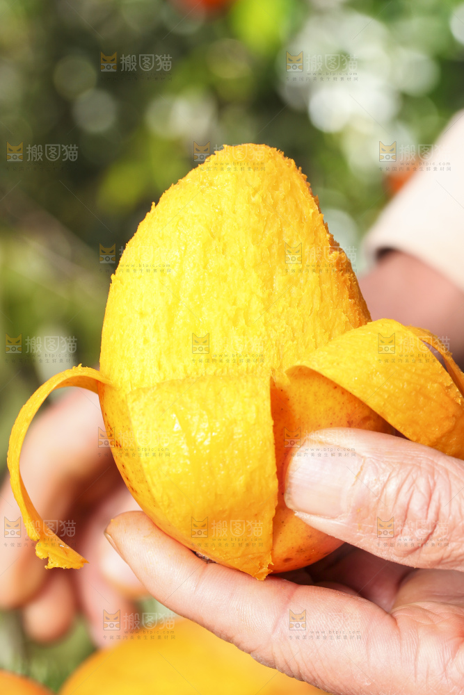 手拿剥皮的台农芒果