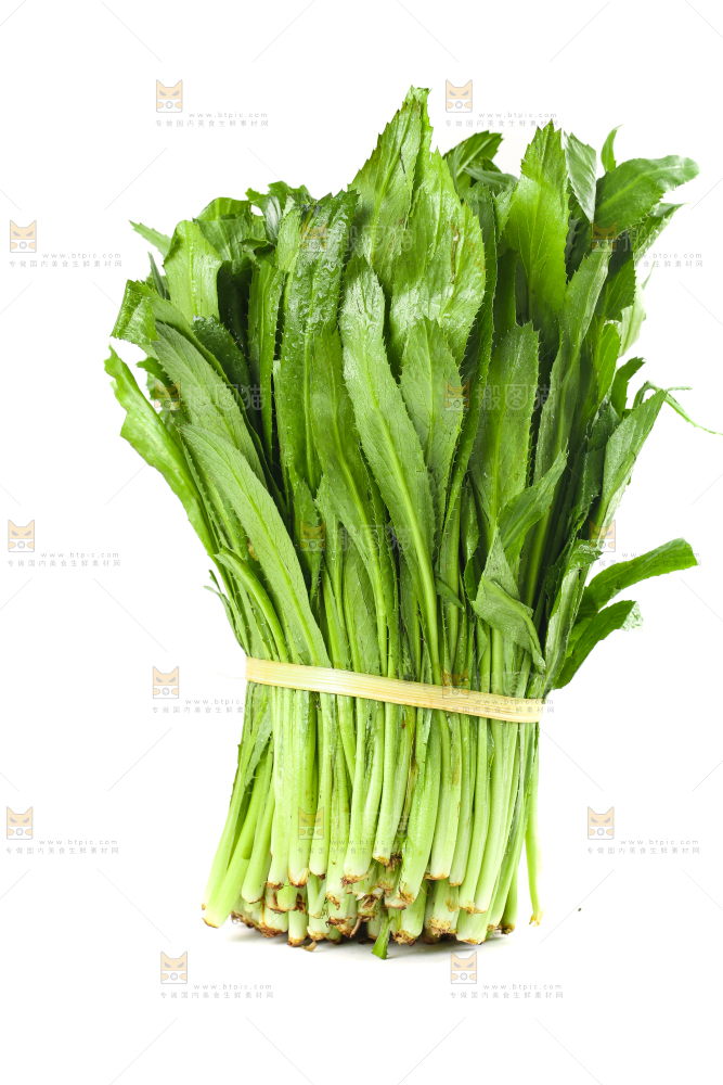 一捆云南大香菜放在白底上