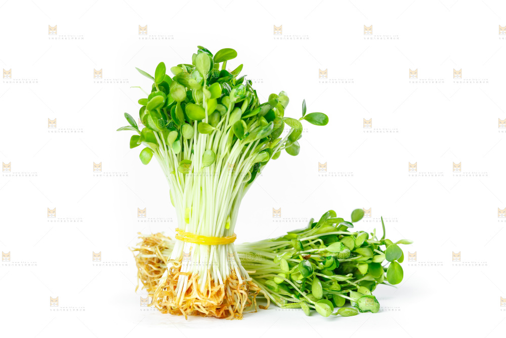 白底上的香椿苗