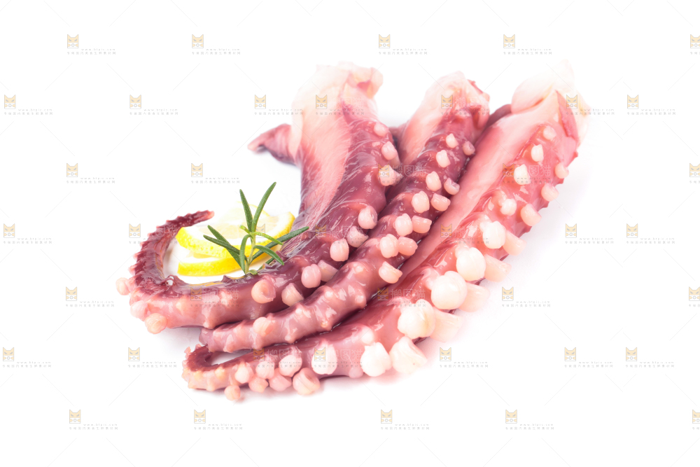 白底上的大鱿鱼