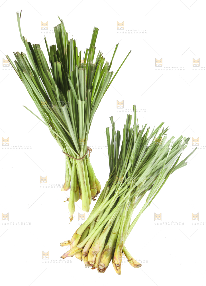 白底上的越南柠檬草