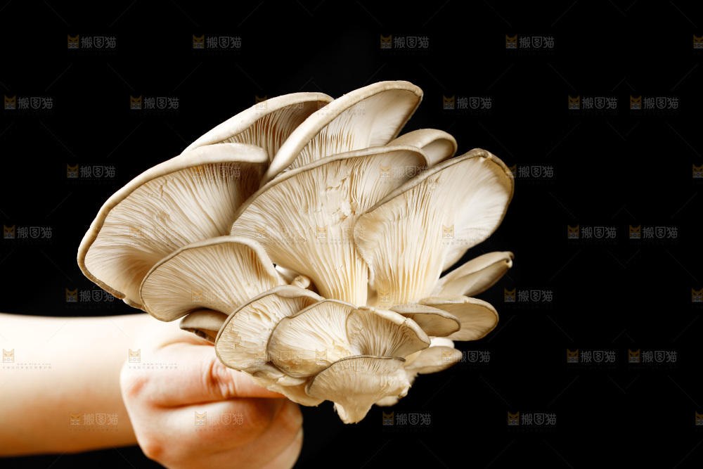 手拿新鲜平菇