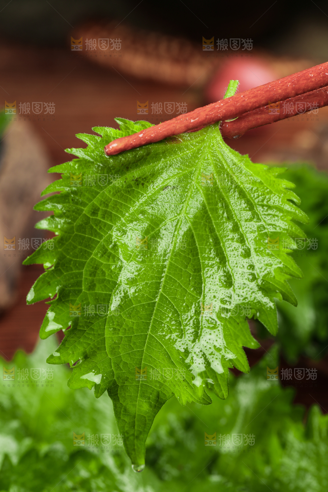 筷子夹着紫苏叶