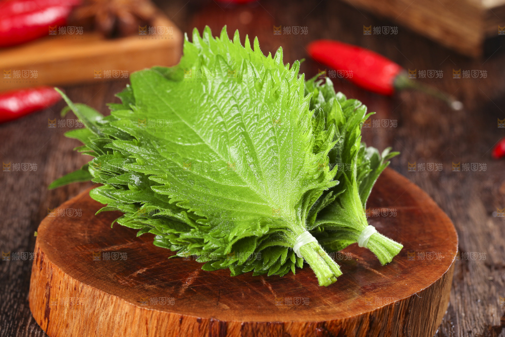 木底上的新鲜紫苏叶