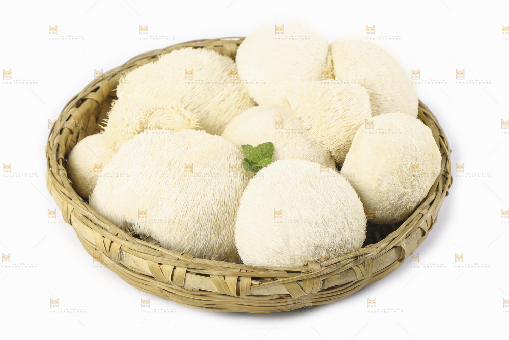 白底上的长白山猴头菇