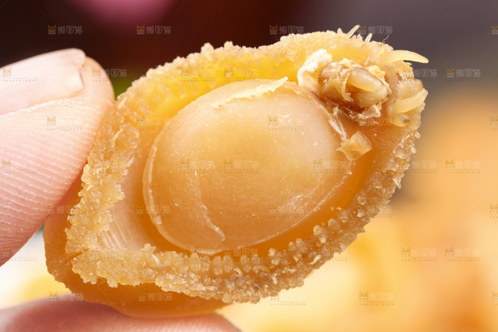 手拿鲍鱼干