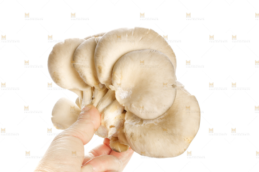 手拿新鲜平菇