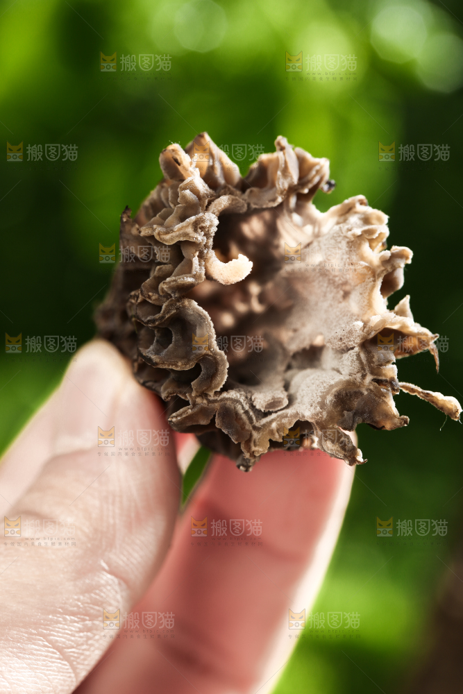 手拿切开的新鲜羊肚菌
