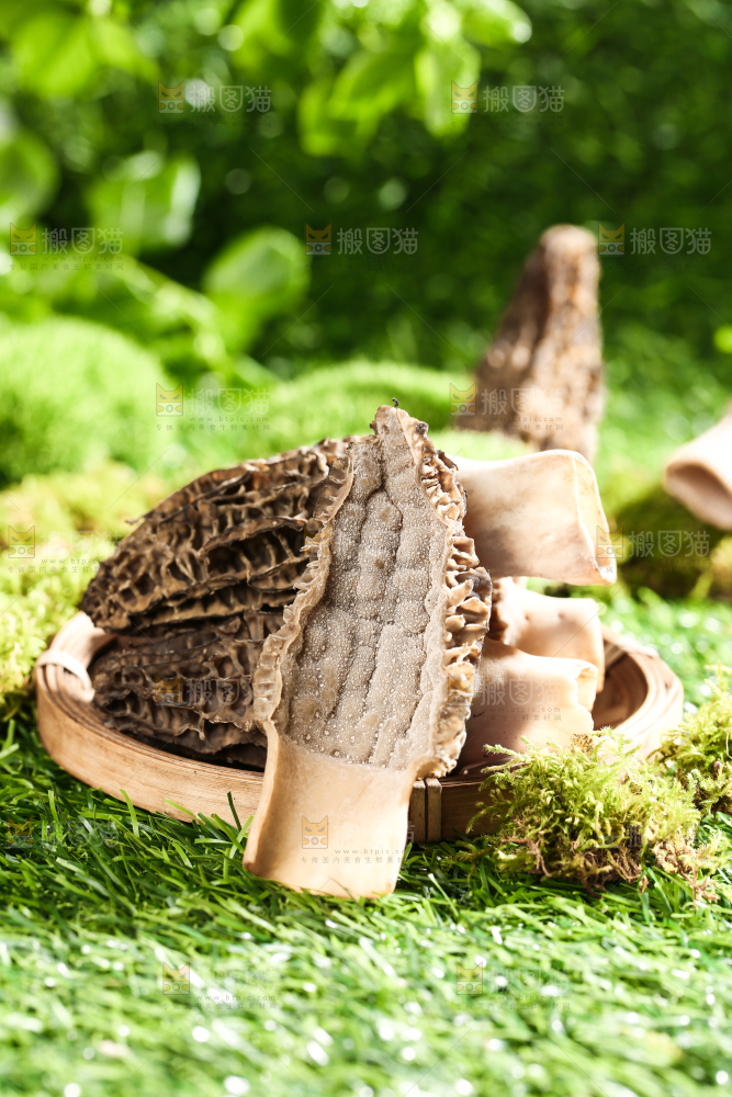 草地上放着一盘野生羊肚菌