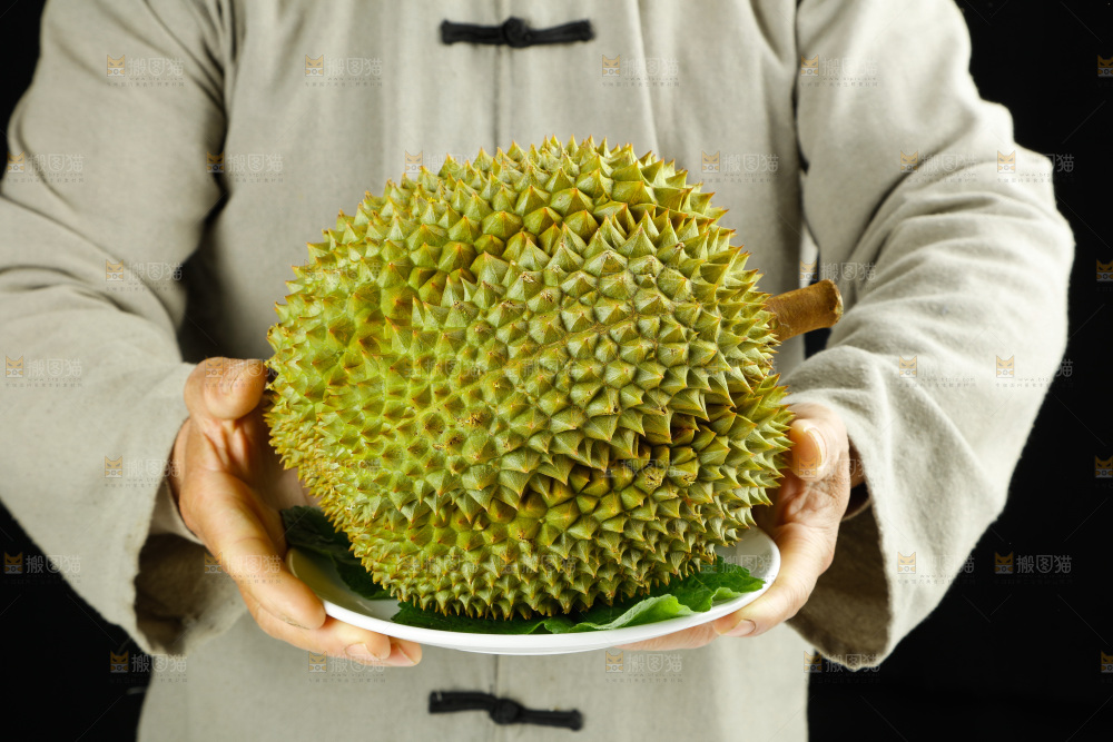 农民手里拿着泰国甲仑榴莲